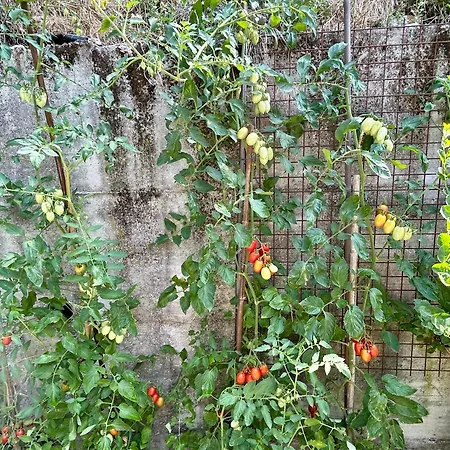 Valle Fiorita 42 - Garden Gardone Riviera